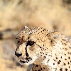 Bilder African Safari 3D