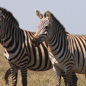 Bilder African Safari 3D