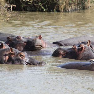 Bilder African Safari 3D