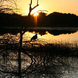 Bilder African Safari 3D