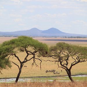 Bilder African Safari 3D