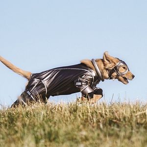 Bilder Super Buddies