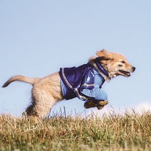 Bilder Super Buddies