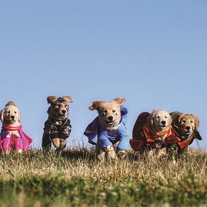 Bilder Super Buddies