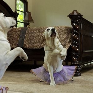 Bilder Ein Hund rettet Halloween