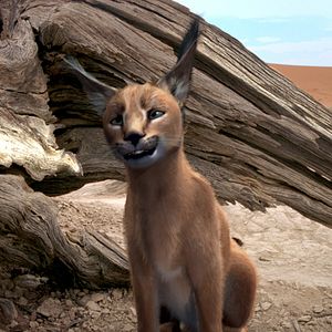 Bilder Magische Reise nach Afrika