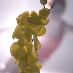 Bilder Upstream Color