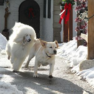 Bilder Ein Hund rettet die Weihnachtsferien
