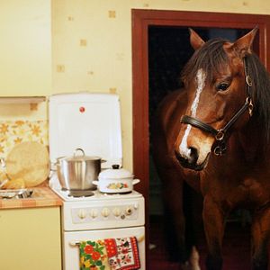 Bilder Das Pferd auf dem Balkon