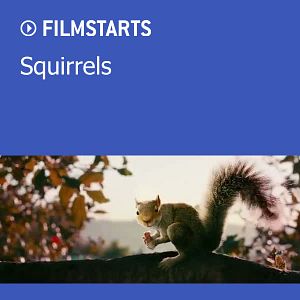 Bilder Squirrels