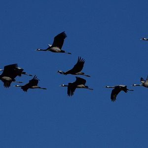 Bilder Deutschlands wilde Vögel