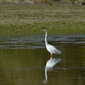 Bilder Deutschlands wilde Vögel
