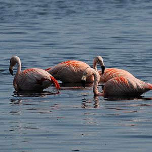 Bilder Deutschlands wilde Vögel