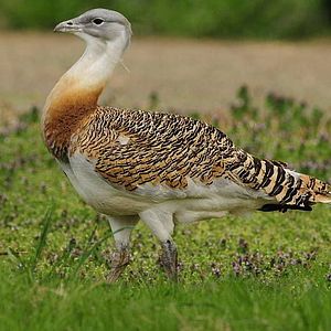 Bilder Deutschlands wilde Vögel