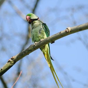 Bilder Deutschlands wilde Vögel