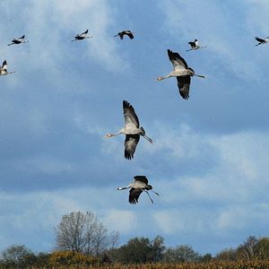 Bilder Deutschlands wilde Vögel