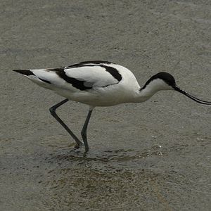 Bilder Deutschlands wilde Vögel