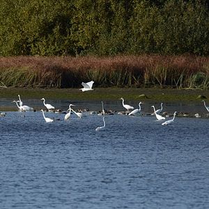 Bilder Deutschlands wilde Vögel