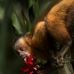 Bilder Amazonia - Abenteuer im Regenwald