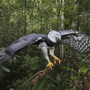 Bilder Amazonia - Abenteuer im Regenwald