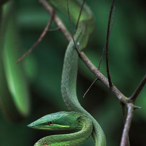 Bilder Amazonia - Abenteuer im Regenwald
