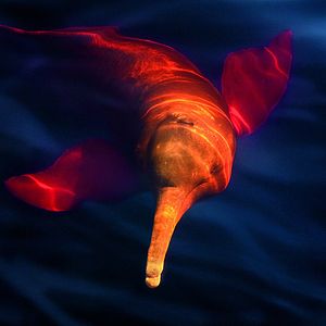 Bilder Amazonia - Abenteuer im Regenwald