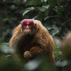 Bilder Amazonia - Abenteuer im Regenwald