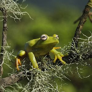 Bilder Amazonia - Abenteuer im Regenwald