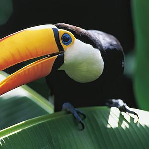 Bilder Amazonia - Abenteuer im Regenwald