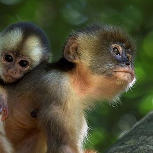 Bilder Amazonia - Abenteuer im Regenwald