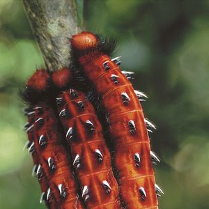 Bilder Amazonia - Abenteuer im Regenwald