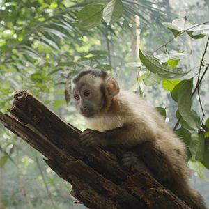 Bilder Amazonia - Abenteuer im Regenwald