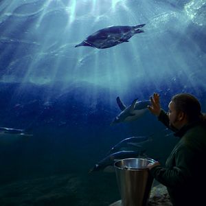 Bilder King Ping - Tippen Tappen Tödchen