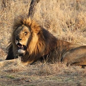 Bilder African Safari 3D