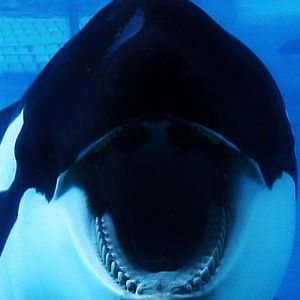 Bilder Blackfish