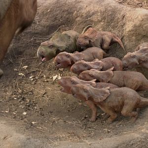 Bilder Dinosaurier 3D - Im Reich der Giganten