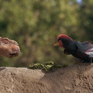 Bilder Dinosaurier 3D - Im Reich der Giganten