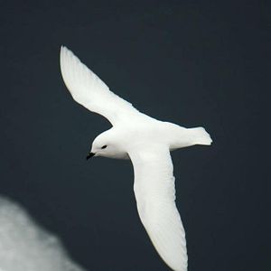 Bilder The Last Ocean