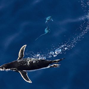 Bilder The Last Ocean