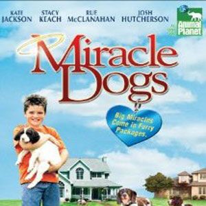 Bilder Miracle Dogs