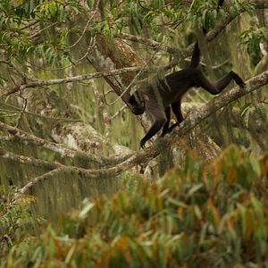 Bilder Das Geheimnis der Bäume