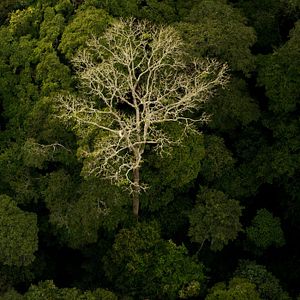 Bilder Das Geheimnis der Bäume