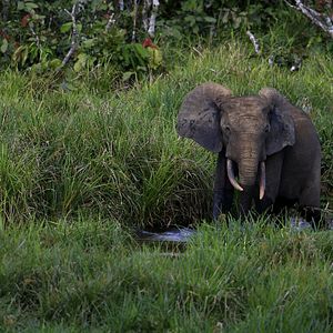 Bilder Das Geheimnis der Bäume