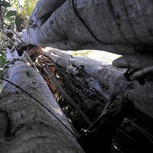 Bilder Das Geheimnis der Bäume