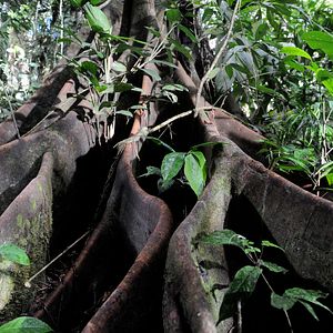 Bilder Das Geheimnis der Bäume