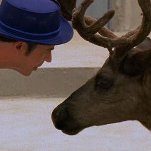 Bilder Ein Rentier rettet Weihnachten