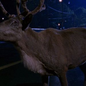 Bilder Ein Rentier rettet Weihnachten