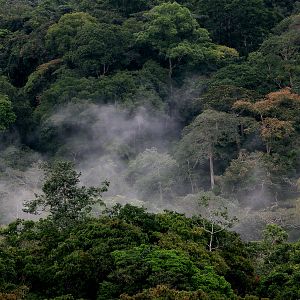 Bilder Das Geheimnis der Bäume