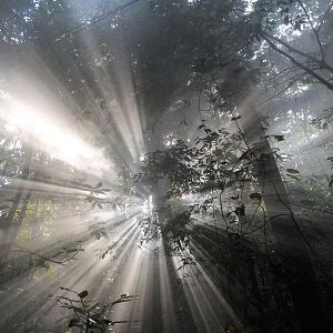 Bilder Das Geheimnis der Bäume