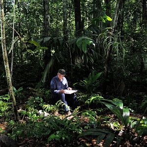 Bilder Das Geheimnis der Bäume